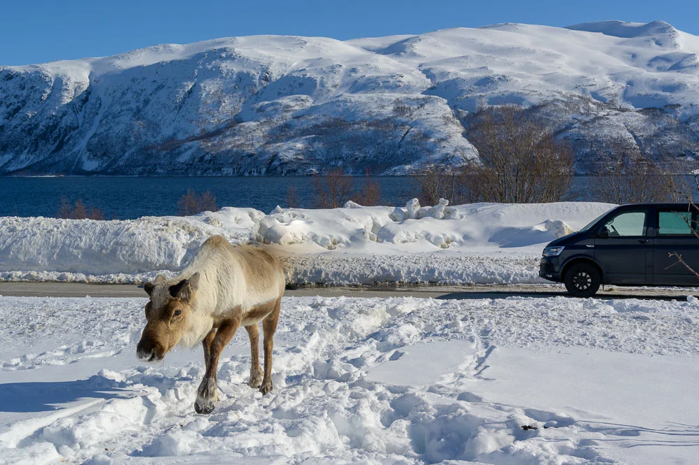 Arctic Roadtrip